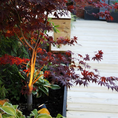 Luna i planetringslåda